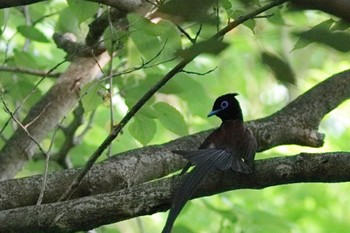 Black Paradise Flycatcher 福岡市 Sat, 5/27/2023