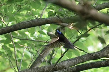 Black Paradise Flycatcher 福岡市 Sat, 5/27/2023