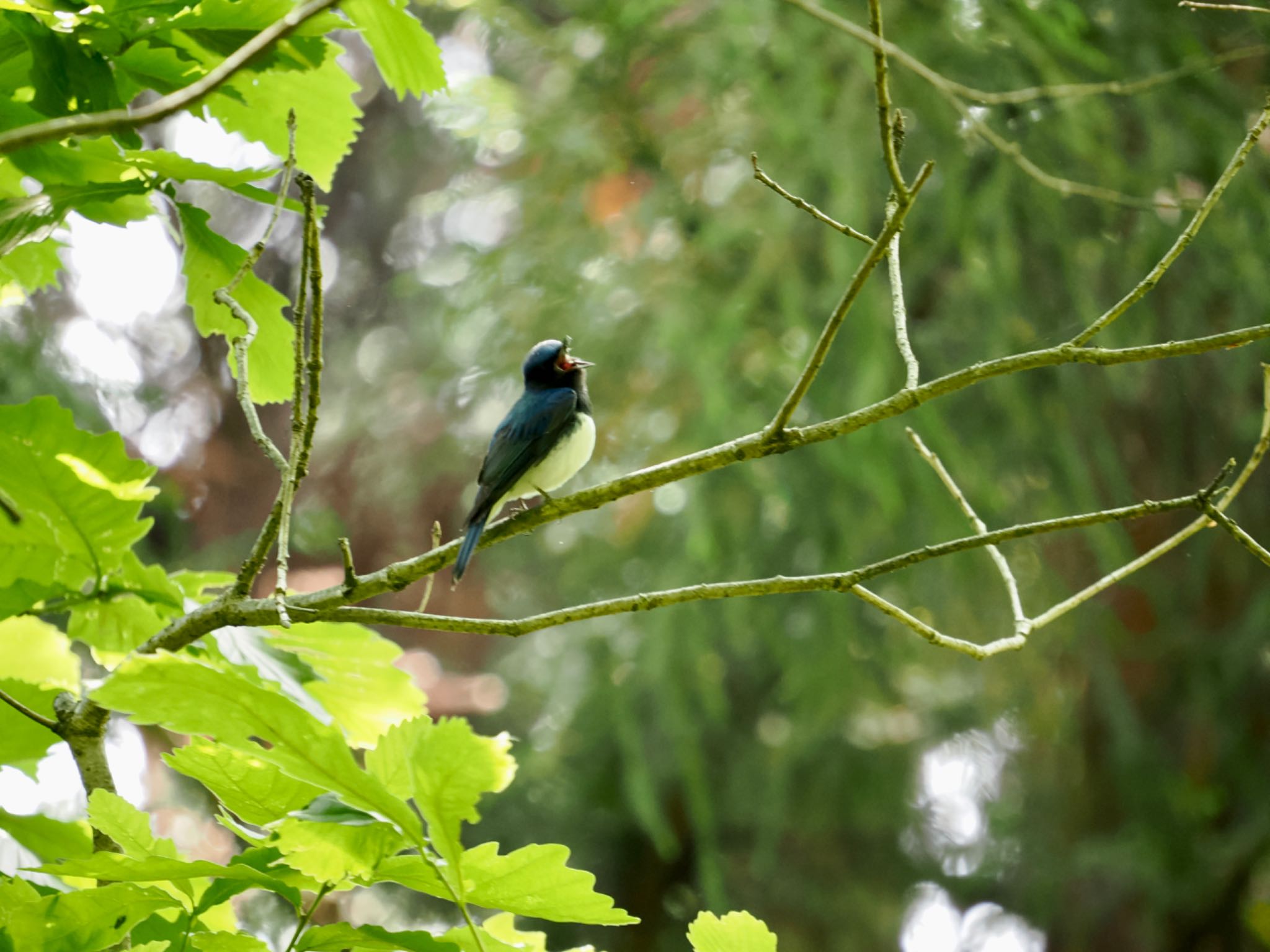 Blue-and-white Flycatcher