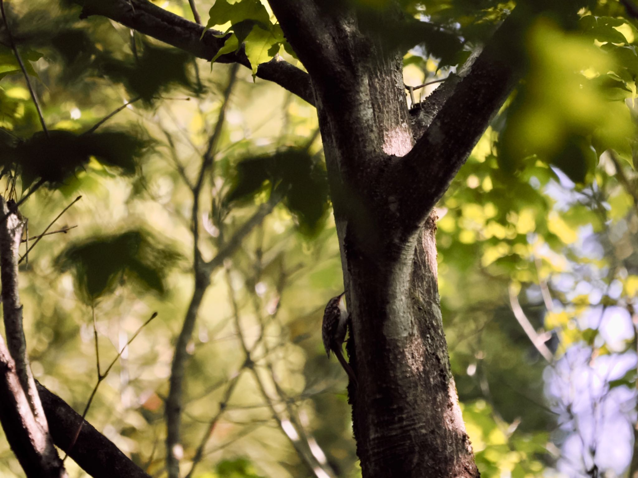 Eurasian Treecreeper