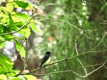 Blue-and-white Flycatcher Saitama Prefecture Forest Park Sat, 5/27/2023