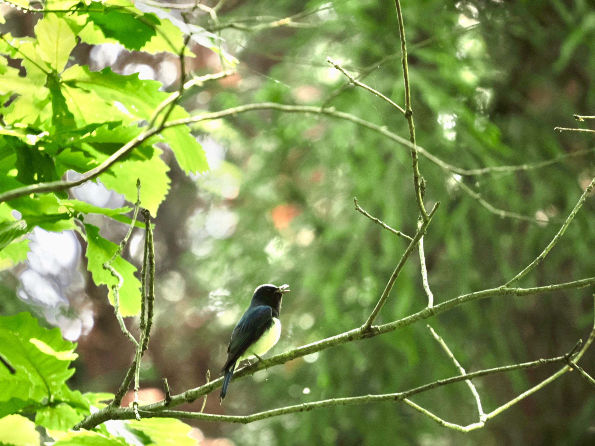 Blue-and-white Flycatcher