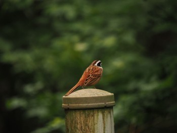 Meadow Bunting Saitama Prefecture Forest Park Sat, 5/27/2023