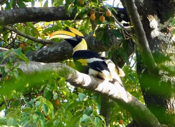 Great Hornbill ランカウィ島(ペルジャヤ・ランカウイリゾート) Fri, 5/12/2023