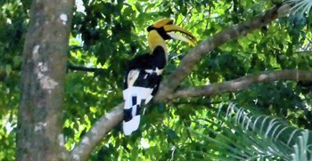 Great Hornbill ランカウィ島 (ペルジャヤ・ランカウイリゾート) Thu, 5/11/2023