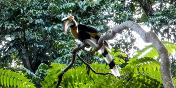 Great Hornbill ランカウィ島(ペルジャヤ・ランカウイリゾート) Thu, 5/11/2023