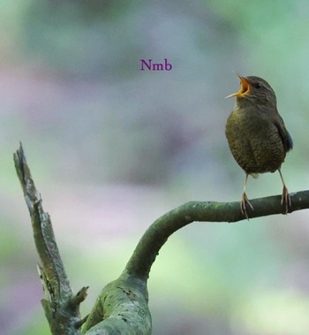 Eurasian Wren Unknown Spots Unknown Date