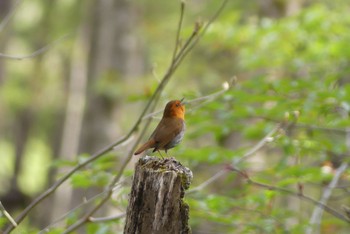 Japanese Robin 上高地 Sat, 5/13/2023