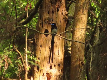 2023年5月27日(土) 八王子城跡の野鳥観察記録