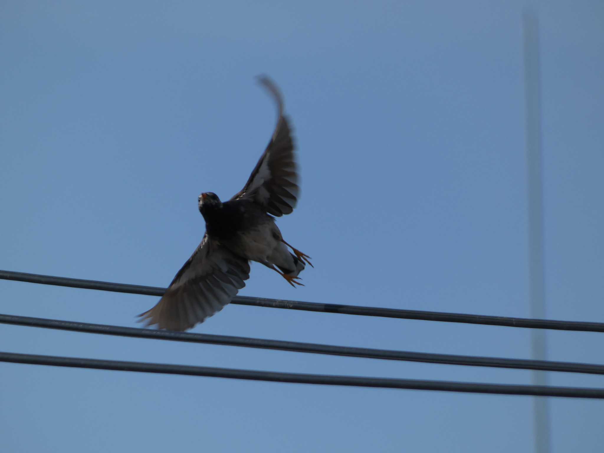 White-cheeked Starling