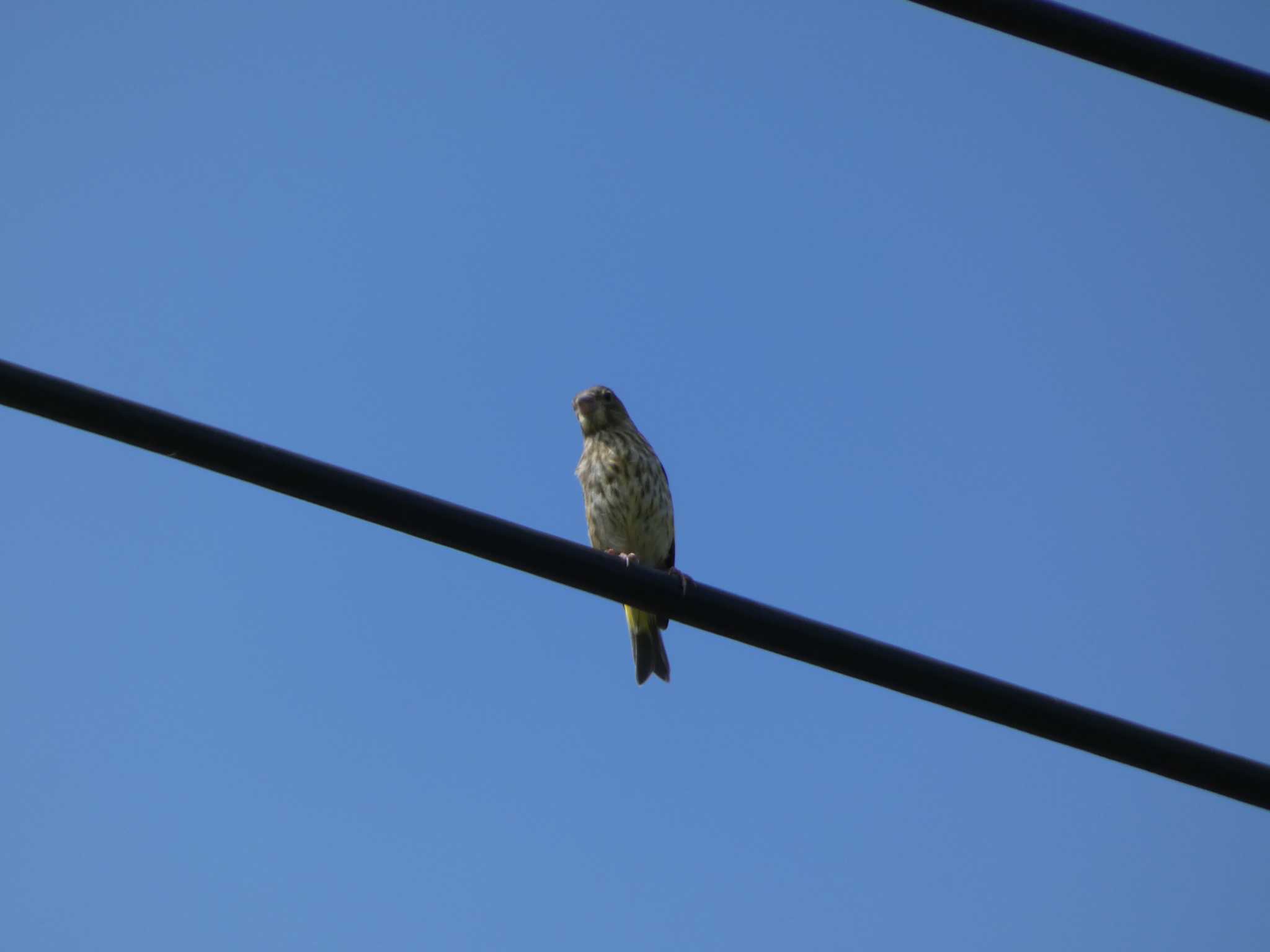 Grey-capped Greenfinch