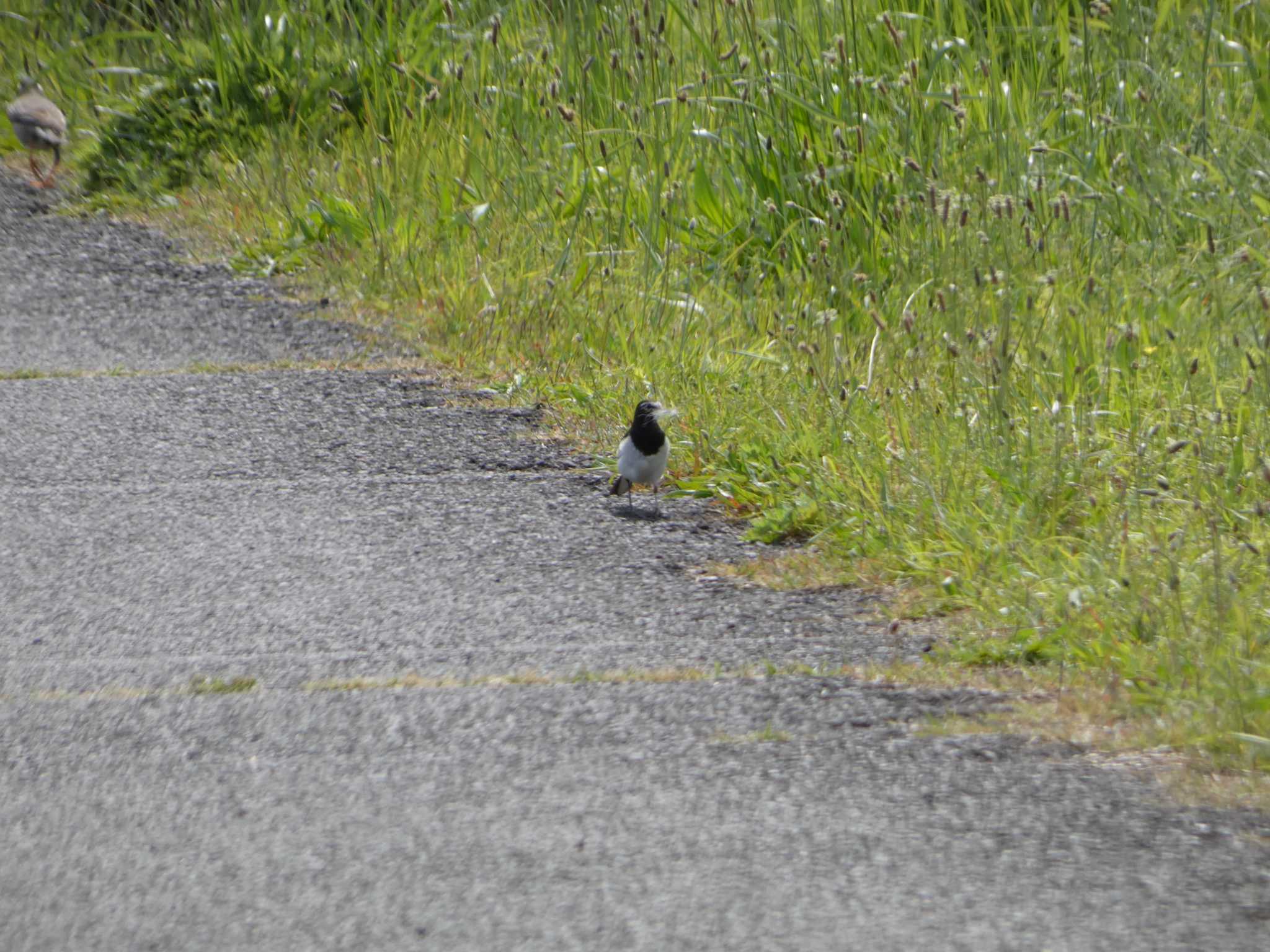 Japanese Wagtail