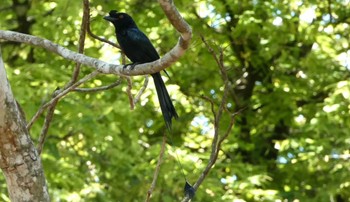 Greater Racket-tailed Drongo ランカウィ島(ペルジャヤ・ランカウイリゾート) Fri, 5/12/2023