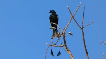 Greater Racket-tailed Drongo ランカウィ島(ペルジャヤ・ランカウイリゾート) Sun, 5/14/2023