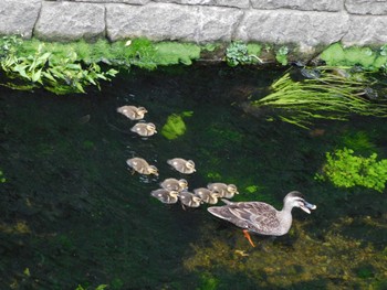 2023年5月27日(土) 平和の森公園、妙正寺川の野鳥観察記録