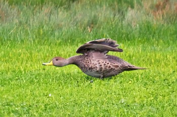 Yellow-billed Pintail