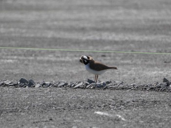 2023年5月1日(月) 涸沼の野鳥観察記録