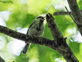 2023年5月27日(土) 葛西臨海公園の野鳥観察記録