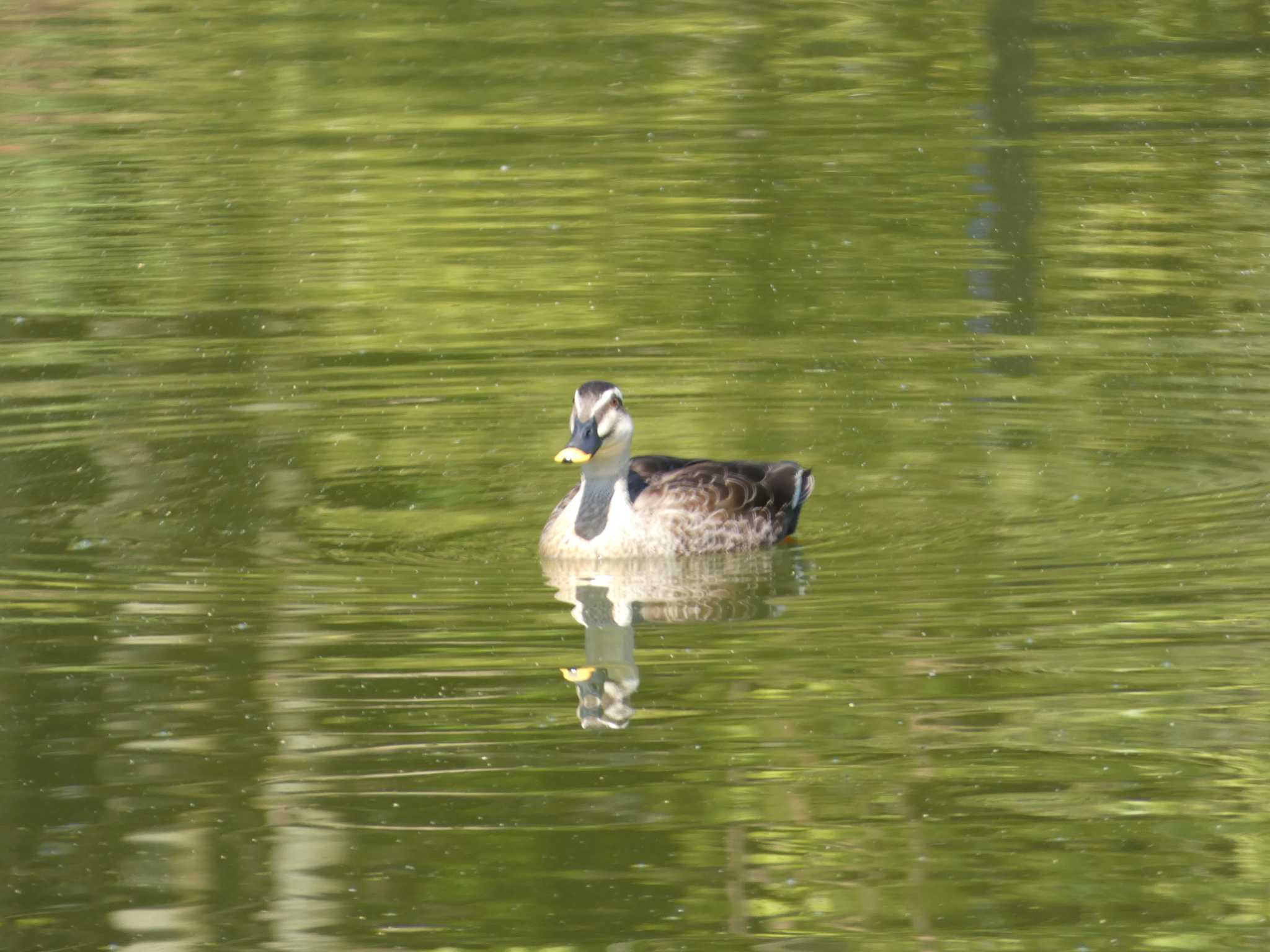 Eastern Spot-billed Duck