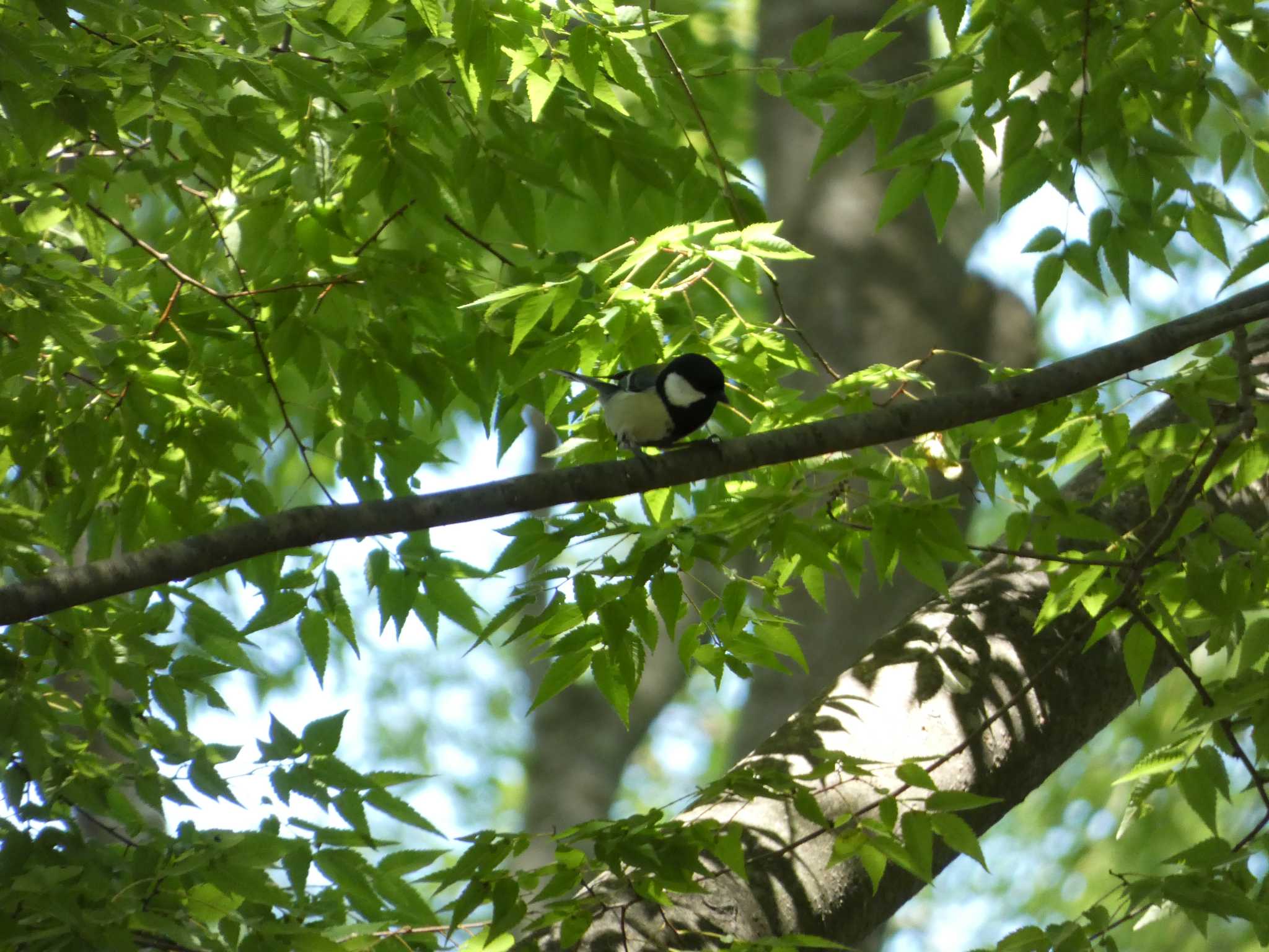 Japanese Tit