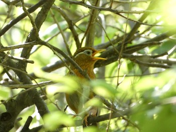 ガビチョウ 昭和記念公園 2023年5月4日(木)