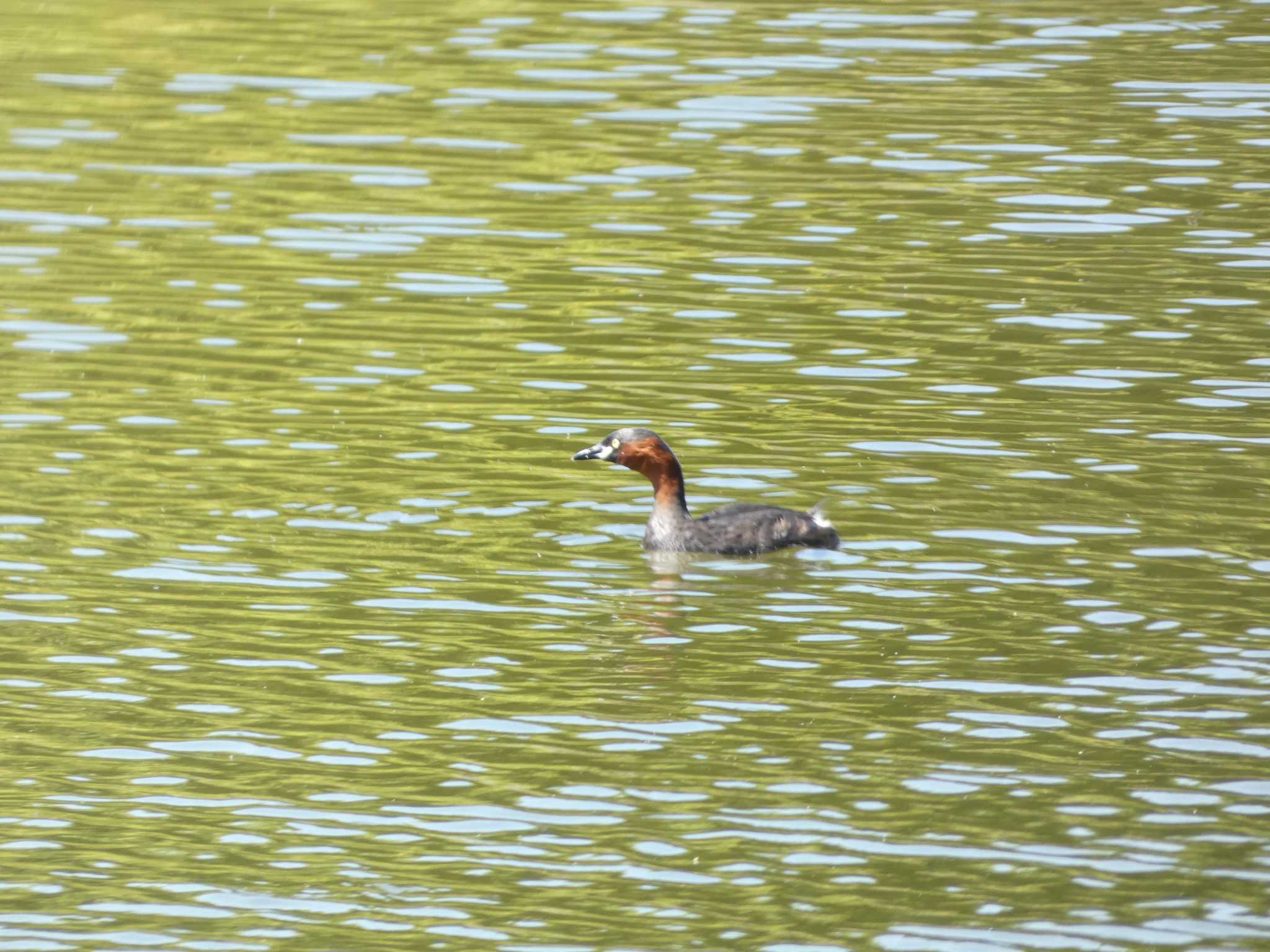 Little Grebe