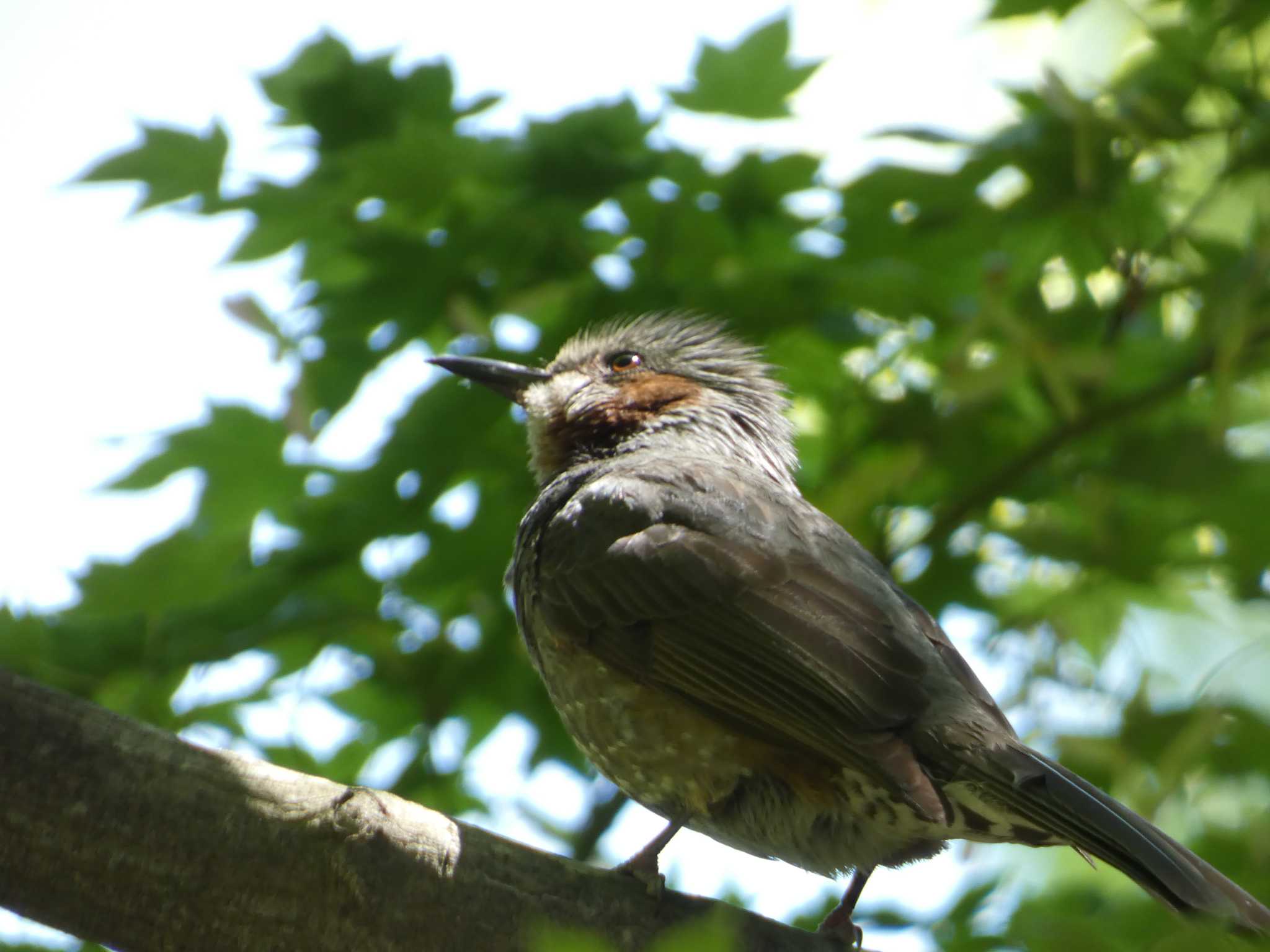 Brown-eared Bulbul