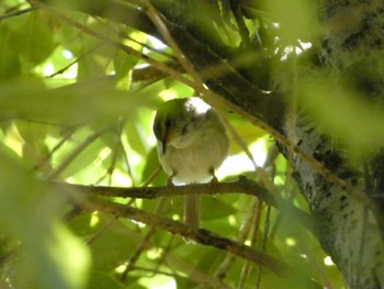 Thu, 5/4/2023 Birding report at Showa Kinen Park