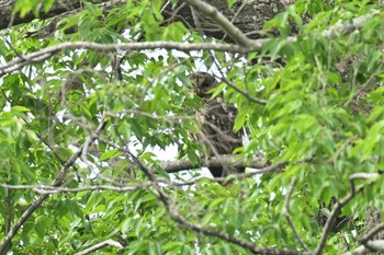 Ural Owl 野木神社(栃木県) Sat, 5/27/2023