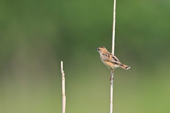 Zitting Cisticola Watarase Yusuichi (Wetland) Sat, 5/27/2023