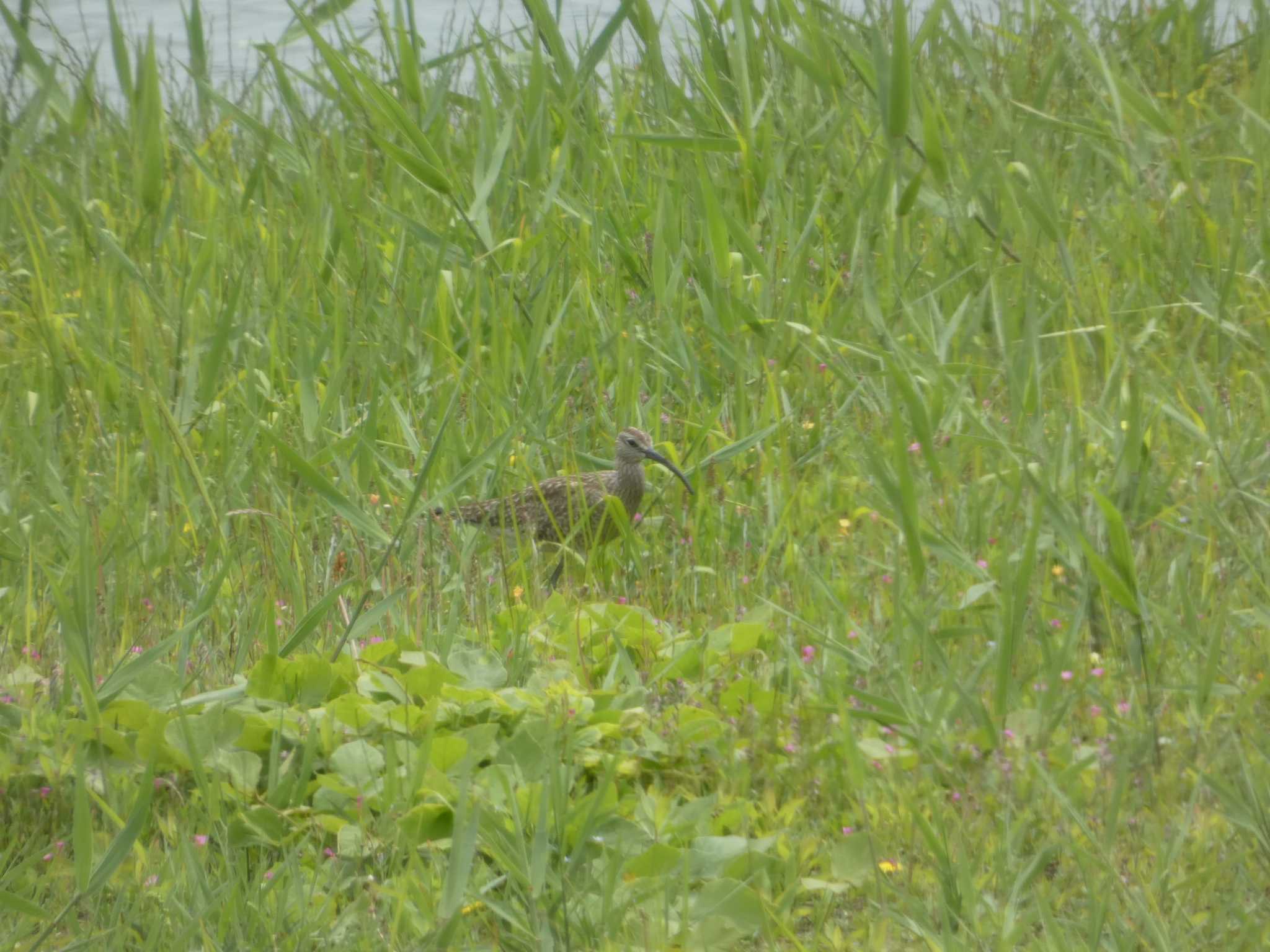 東京港野鳥公園 チュウシャクシギの写真 by かせん