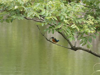 カワセミ 東京港野鳥公園 2023年5月14日(日)