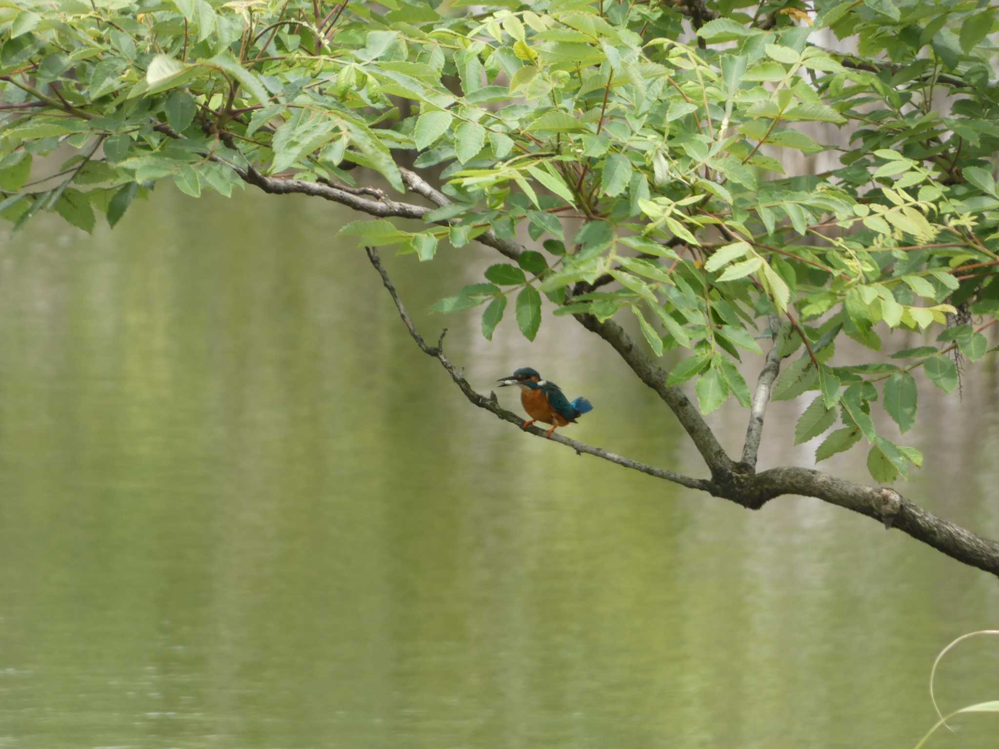 東京港野鳥公園 カワセミの写真 by かせん