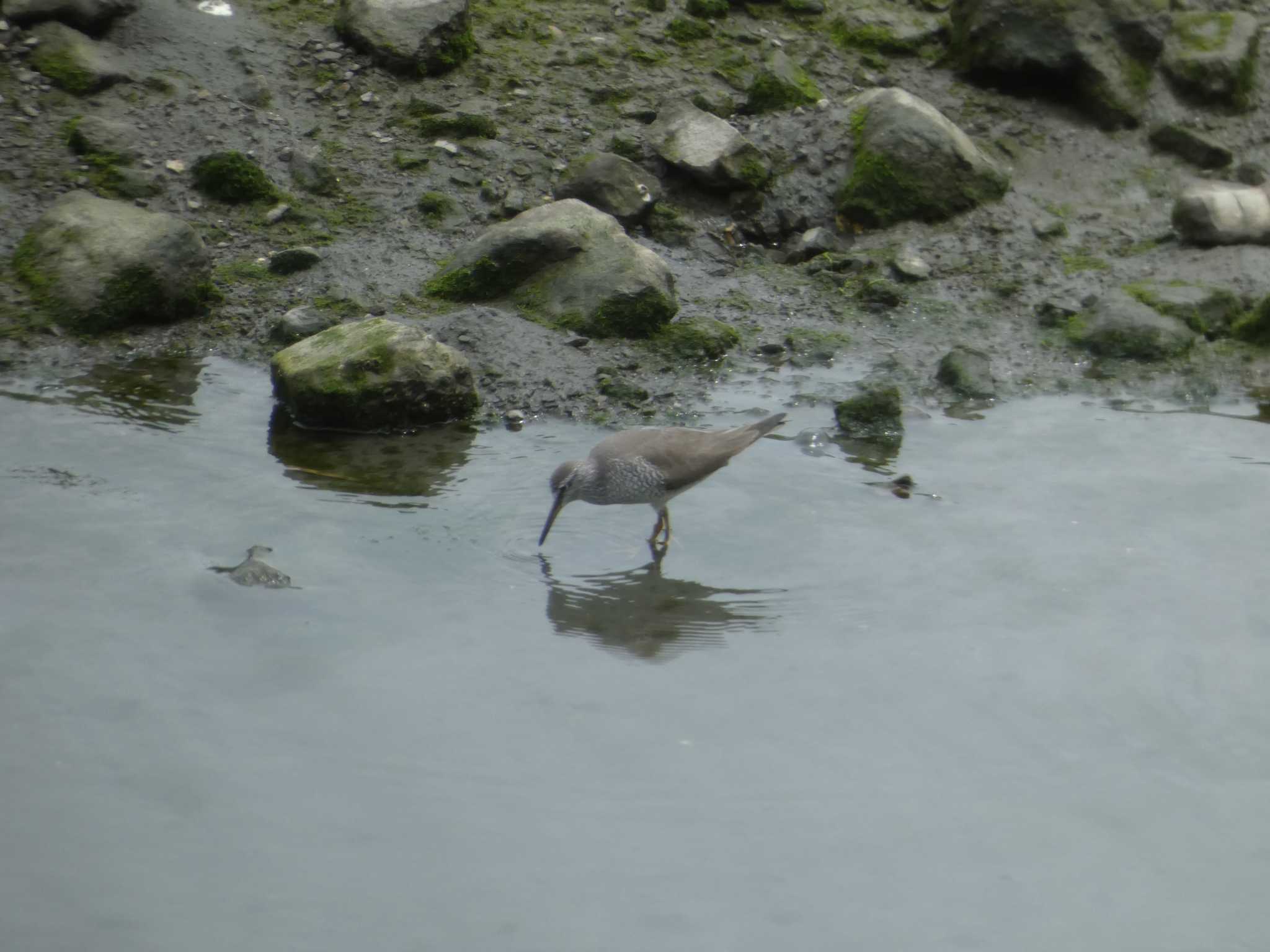 東京港野鳥公園 イソシギの写真 by かせん