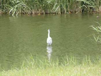 アオサギ 東京港野鳥公園 2023年5月14日(日)