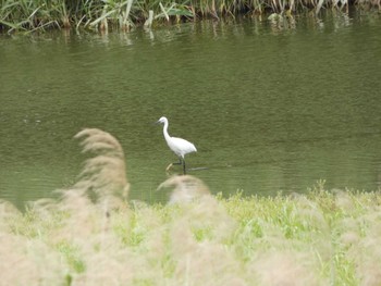 コサギ 東京港野鳥公園 2023年5月14日(日)