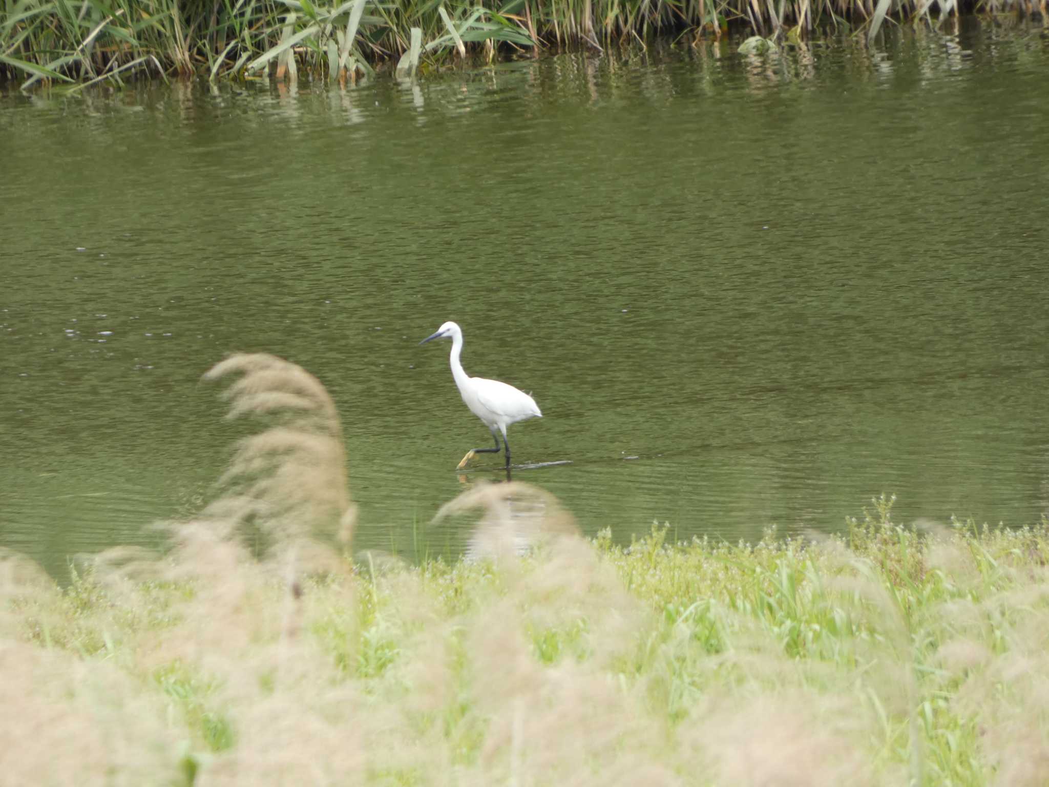 東京港野鳥公園 コサギの写真 by かせん