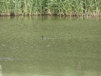 バン 東京港野鳥公園 2023年5月14日(日)