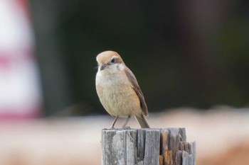 Sat, 5/27/2023 Birding report at おかざき自然体験の森