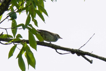Japanese Bush Warbler おかざき自然体験の森 Sat, 5/27/2023