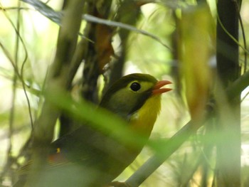 ソウシチョウ 都立長沼公園 2023年5月21日(日)