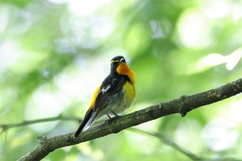 キビタキ 埼玉県県民の森 2023年5月27日(土)