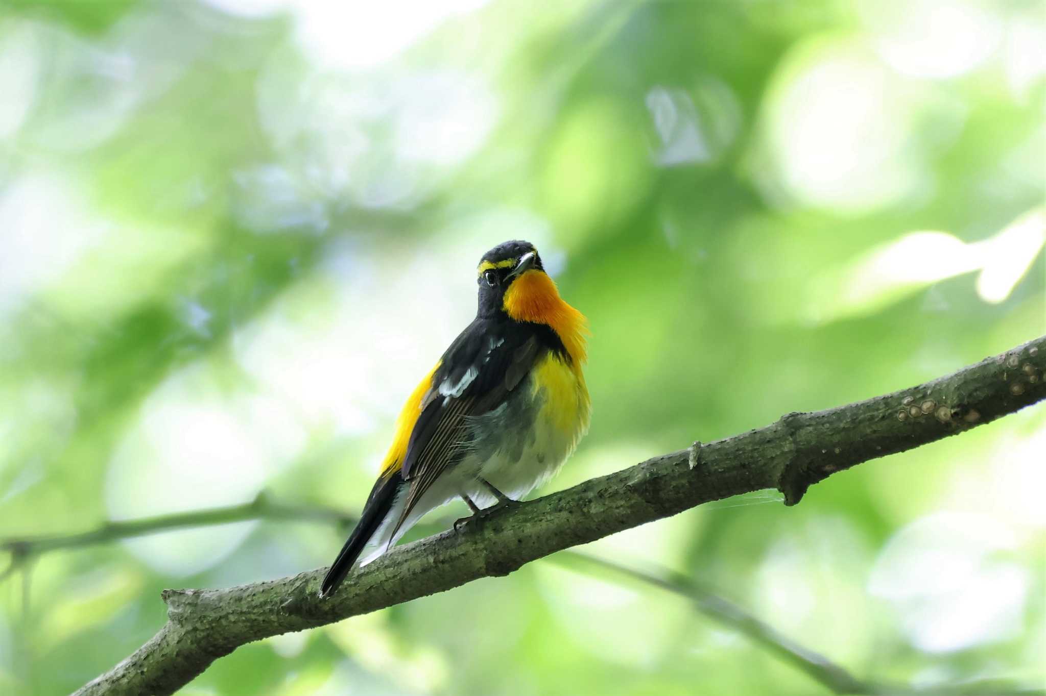 埼玉県県民の森 キビタキの写真 by kingfisher_hidaka