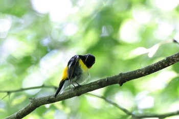 キビタキ 埼玉県県民の森 2023年5月27日(土)