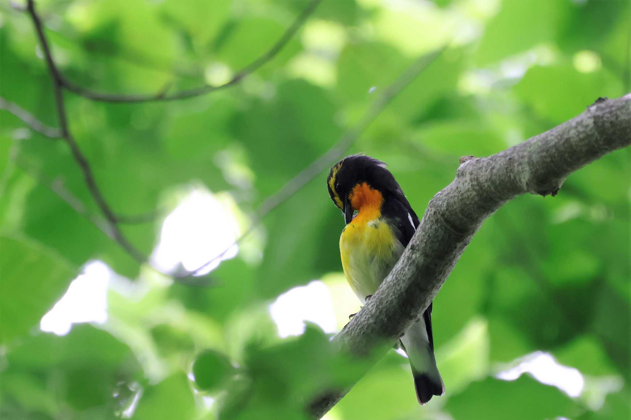 埼玉県県民の森 キビタキの写真 by kingfisher_hidaka