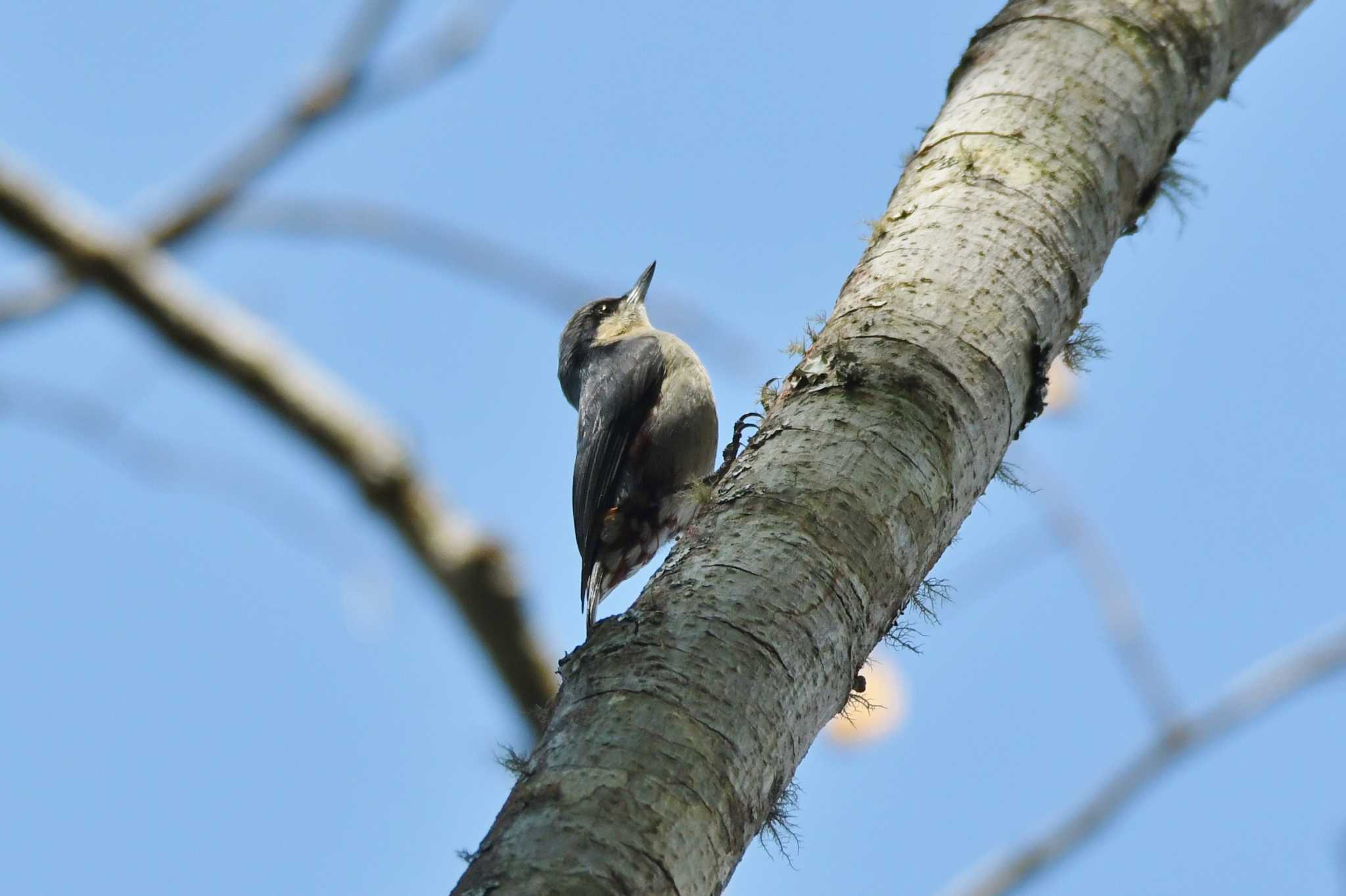 Chestnut-vented Nuthatch