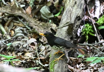 2023年5月27日(土) 大洞の水場の野鳥観察記録