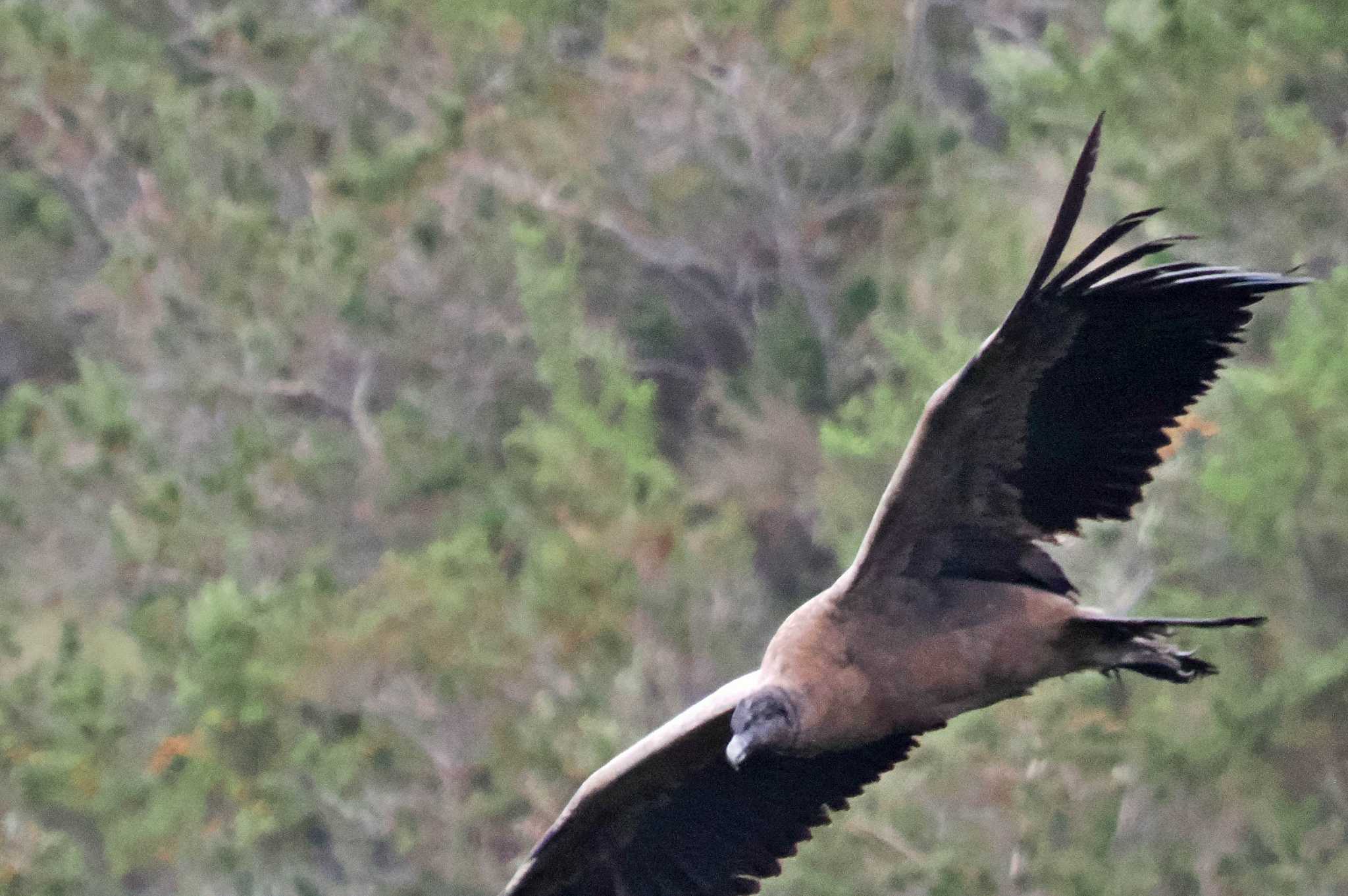 Mindo(Ecuador) コンドルの写真 by 藤原奏冥