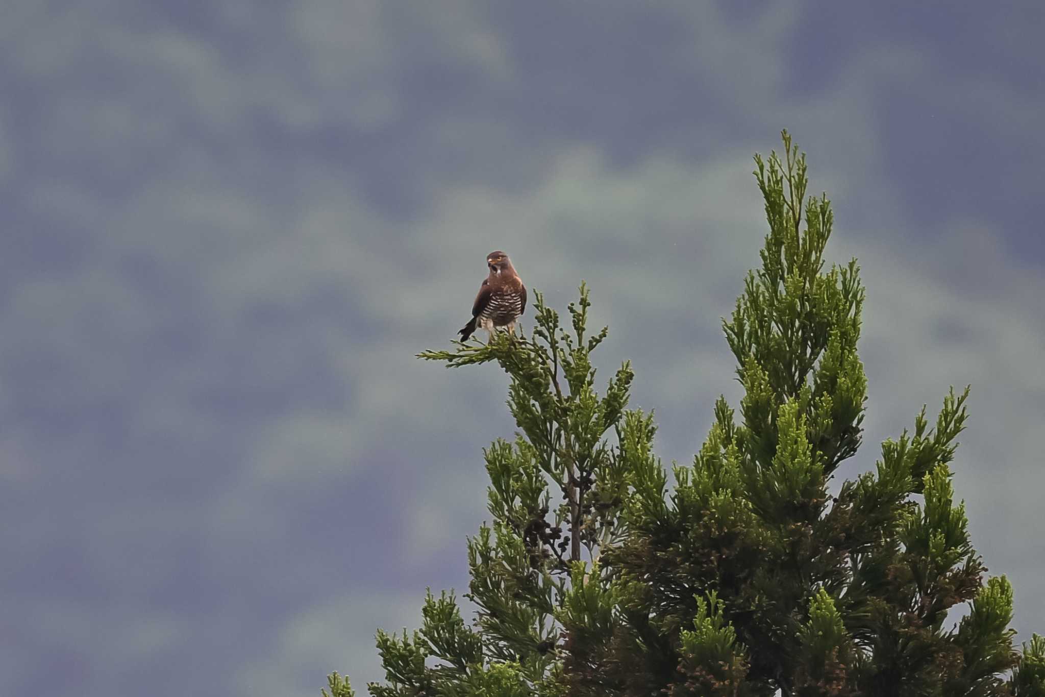 Photo of Grey-faced Buzzard at キョロロの森 by Yokai