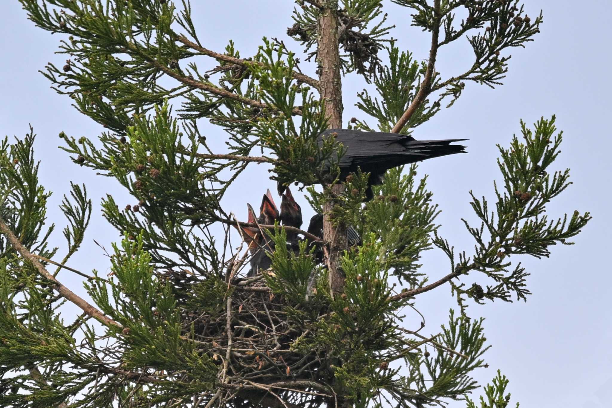 Photo of Large-billed Crow at キョロロの森 by Yokai